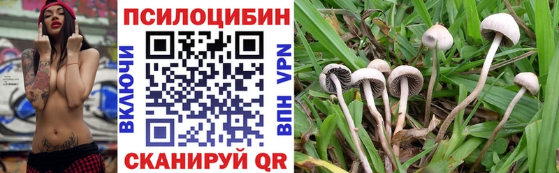 Купить где Кулебаки Псилоцибиновые грибы Cubensis